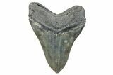 Serrated, Fossil Megalodon Tooth - South Carolina #285004-2